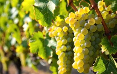 Всемирный день Шардоне Всемирный день Шардоне