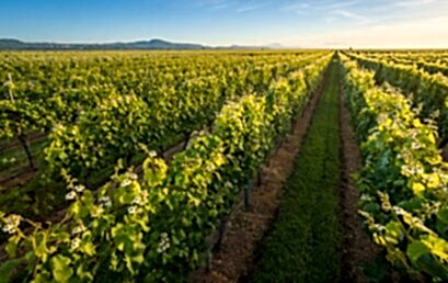 Как цветёт виноград? Как цветёт виноград?