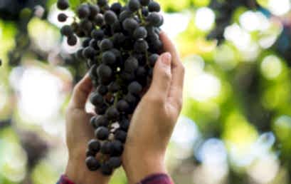 Банк «Казахстан» выкупил Крымский винзавод Банк «Казахстан» выкупил Крымский винзавод