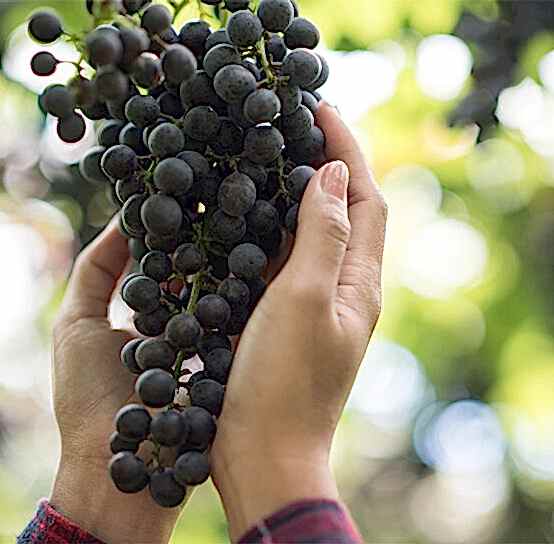 Банк «Казахстан» выкупил Крымский винзавод Банк «Казахстан» выкупил Крымский винзавод