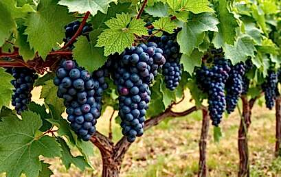 Конь вороной Конь вороной