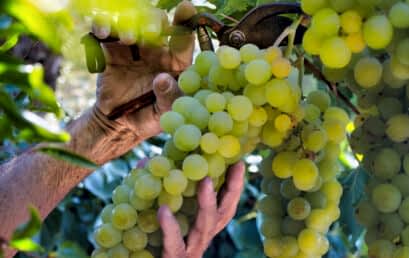 13 марта День Рислинга 13 марта День Рислинга