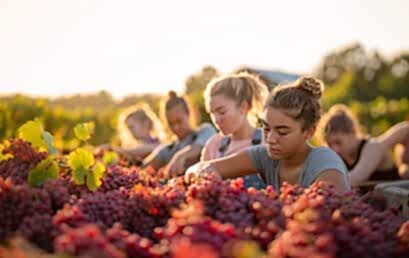 Рост урожая винограда в Казахстана Рост урожая винограда в Казахстана