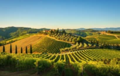 Сорту «саджовезе» установили памятник в Тоскане Сорту «саджовезе» установили памятник в Тоскане